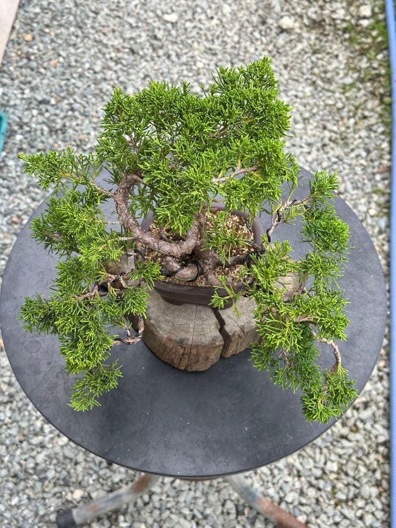 盆栽 糸魚川真柏