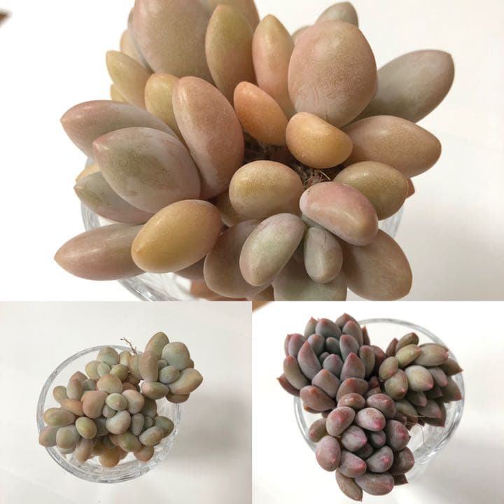 ファンジニ美人 マスカット美人 ピンク恋人多肉植物