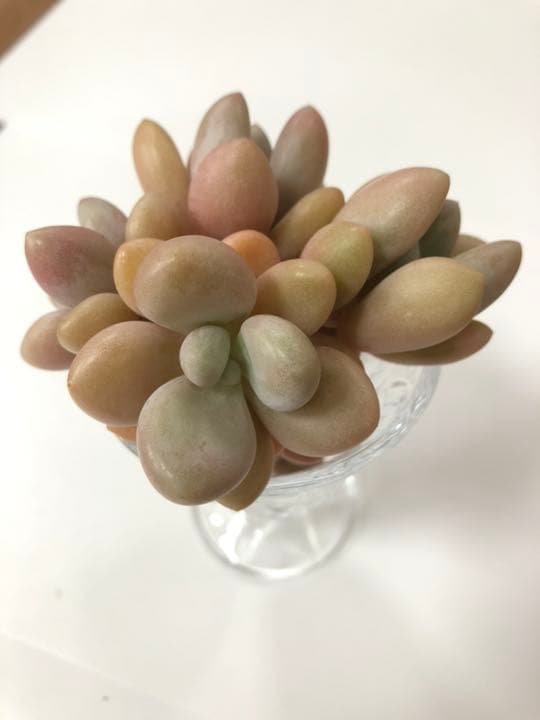 ファンジニ美人 マスカット美人 ピンク恋人多肉植物