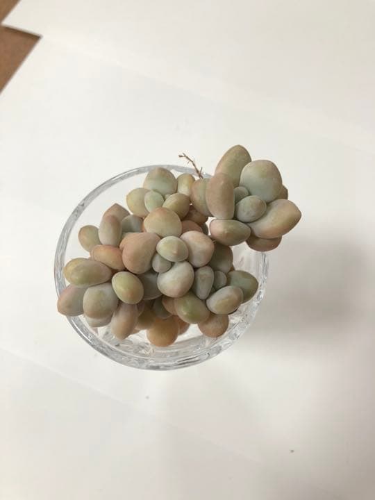 ファンジニ美人 マスカット美人 ピンク恋人多肉植物