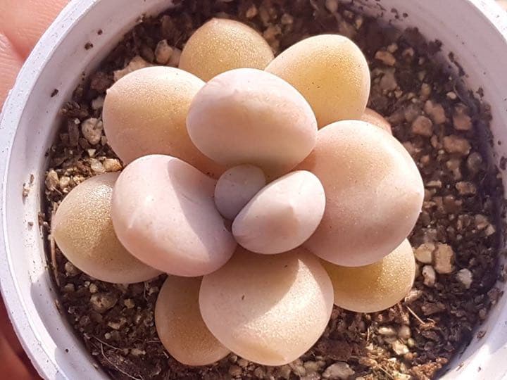 ファンジニ美人 マスカット美人 ピンク恋人多肉植物