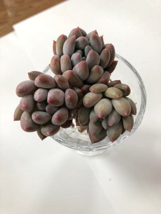 ファンジニ美人 マスカット美人 ピンク恋人多肉植物