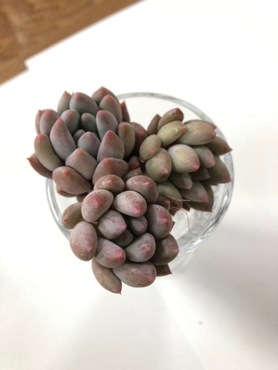 ファンジニ美人 マスカット美人 ピンク恋人多肉植物