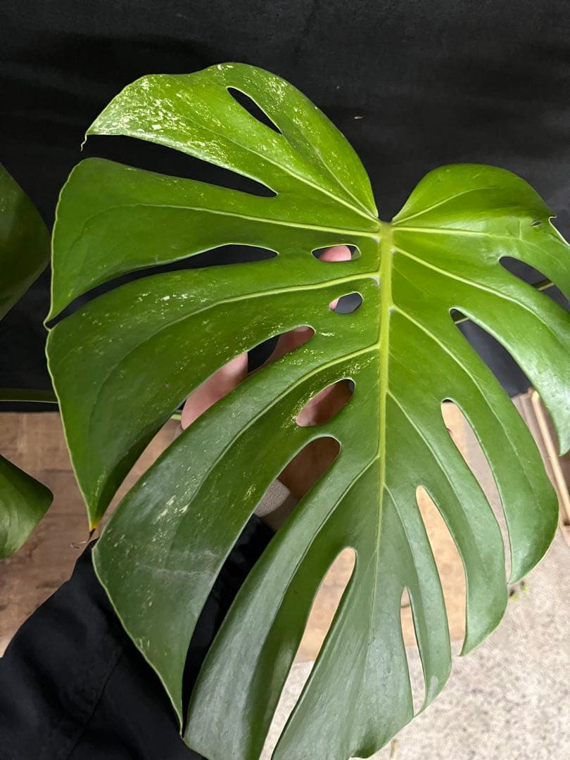 希少　斑入り　モンステラ　デリシオーサ　艶姿　白　ホワイト