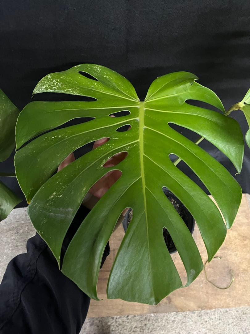 希少　斑入り　モンステラ　デリシオーサ　艶姿　白　ホワイト