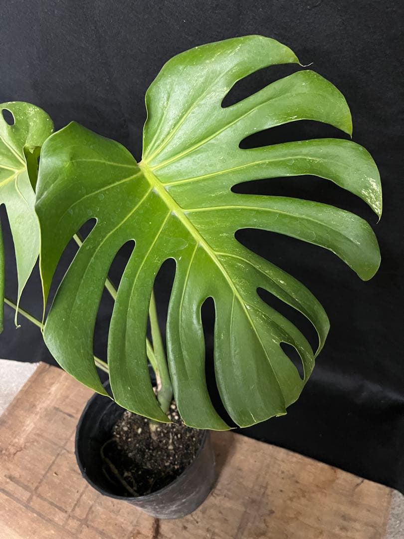 希少　斑入り　モンステラ　デリシオーサ　艶姿　白　ホワイト