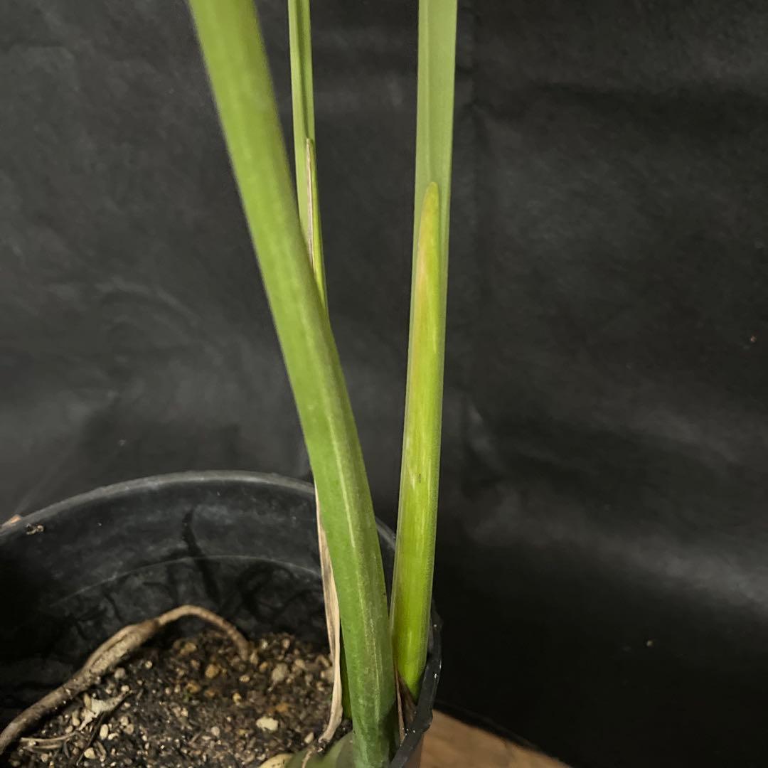 希少　斑入り　モンステラ　デリシオーサ　艶姿　白　ホワイト