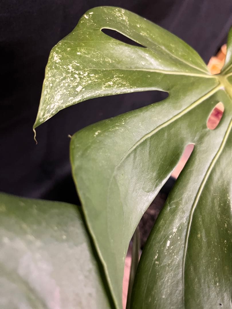 希少　斑入り　モンステラ　デリシオーサ　艶姿　白　ホワイト