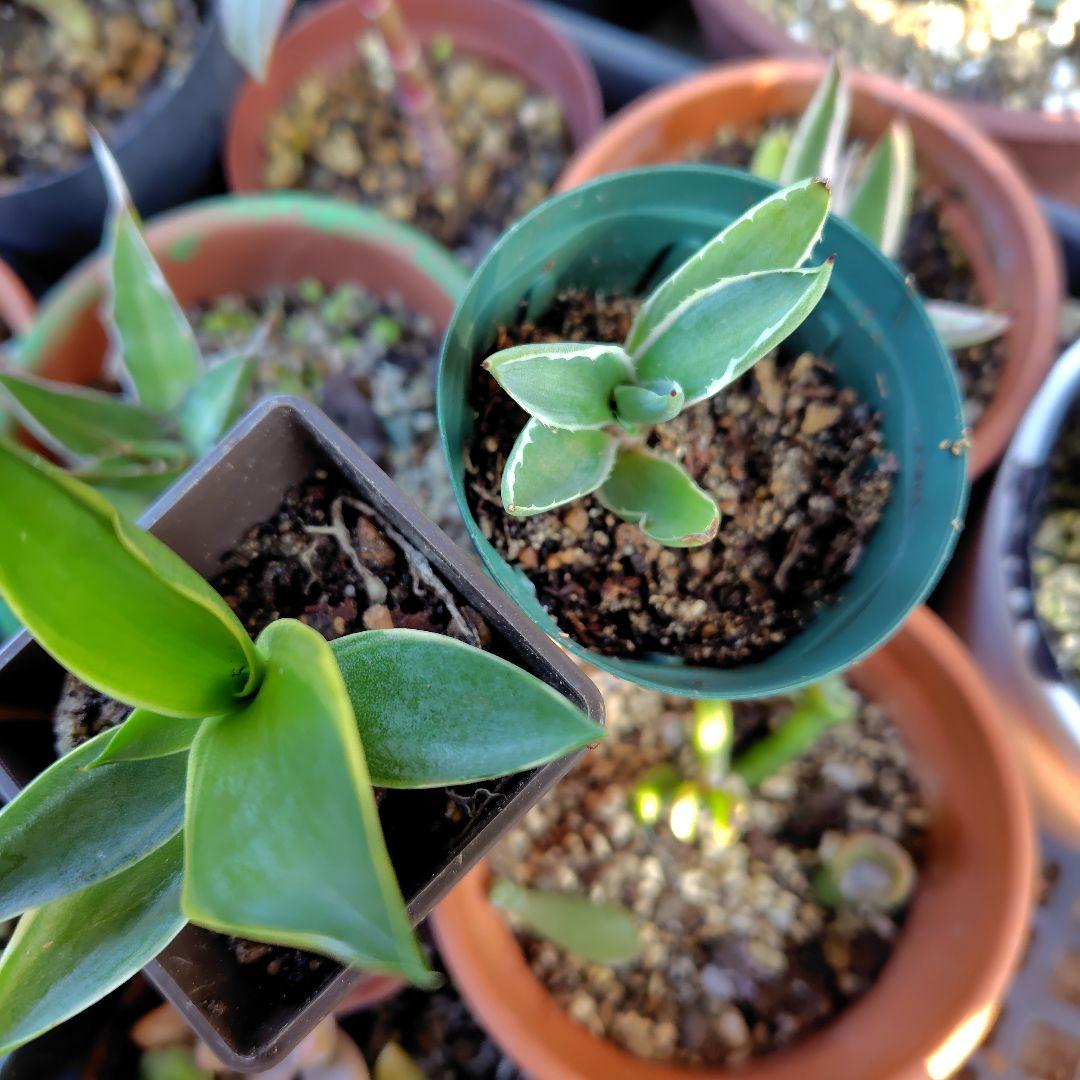 アガベ❖ミニ ✖2種 （抜き苗） - メルカリ