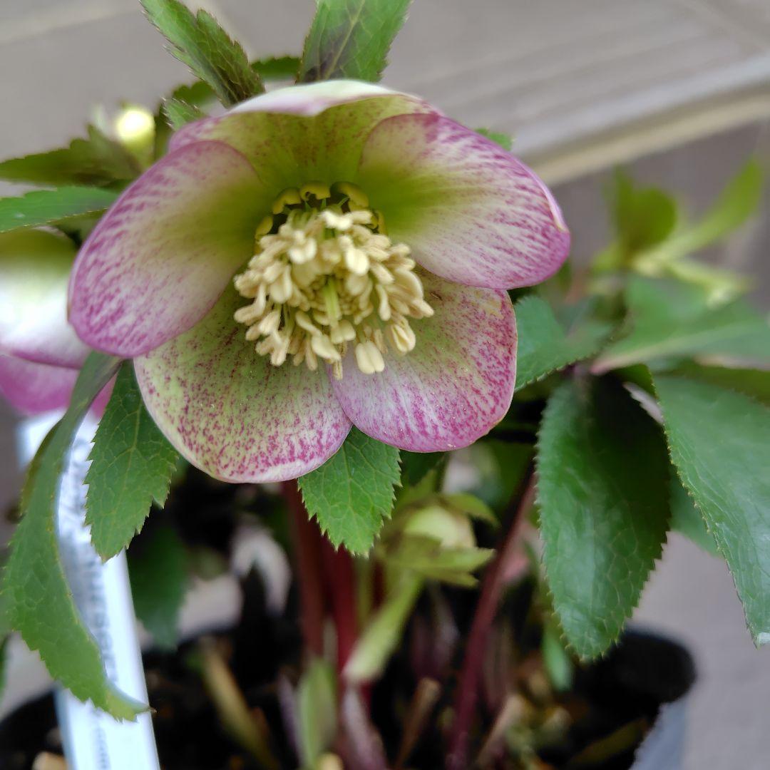 大木ナーサリー クリスマスローズ オキシ系バイカラー SS