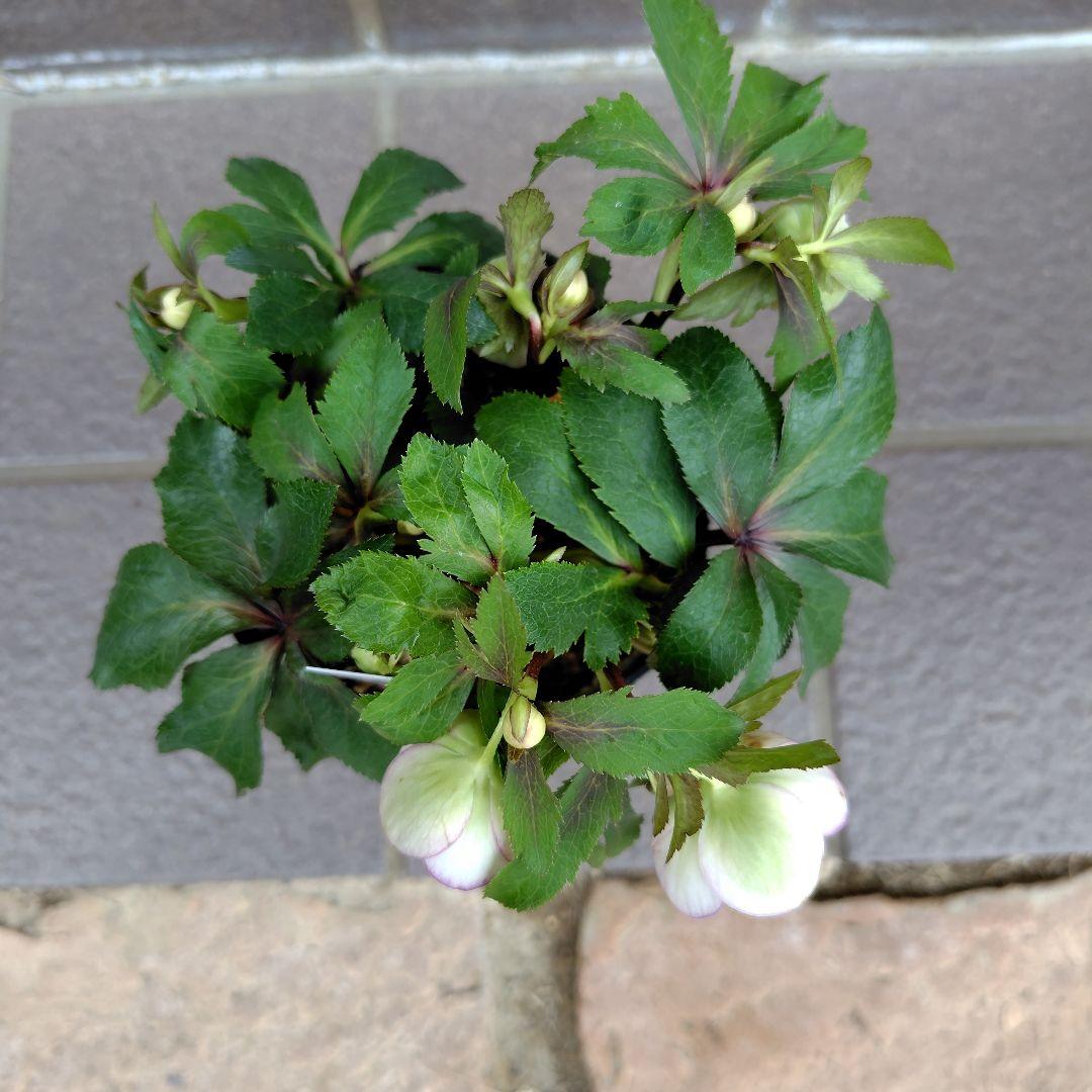 大木ナーサリー クリスマスローズ オキシ系バイカラー SS