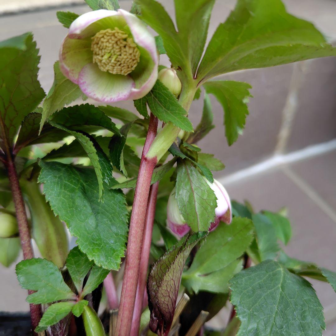 大木ナーサリー クリスマスローズ オキシ系バイカラー SS