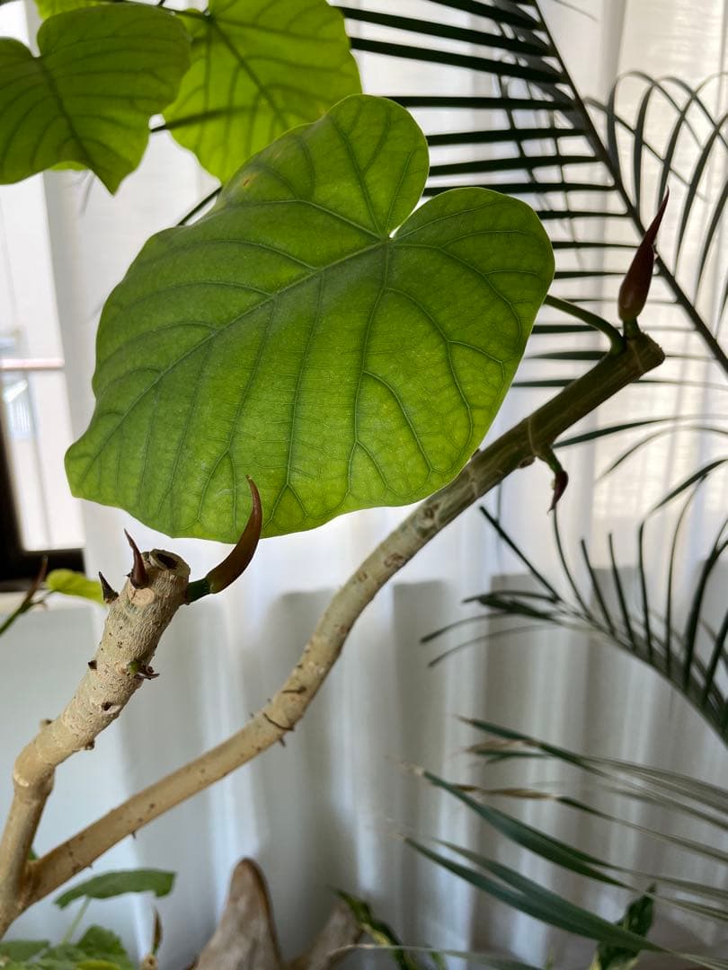 【引き取り優先・配達要相談】フィカス・ウンベラータ　特大　高さ：約200cm