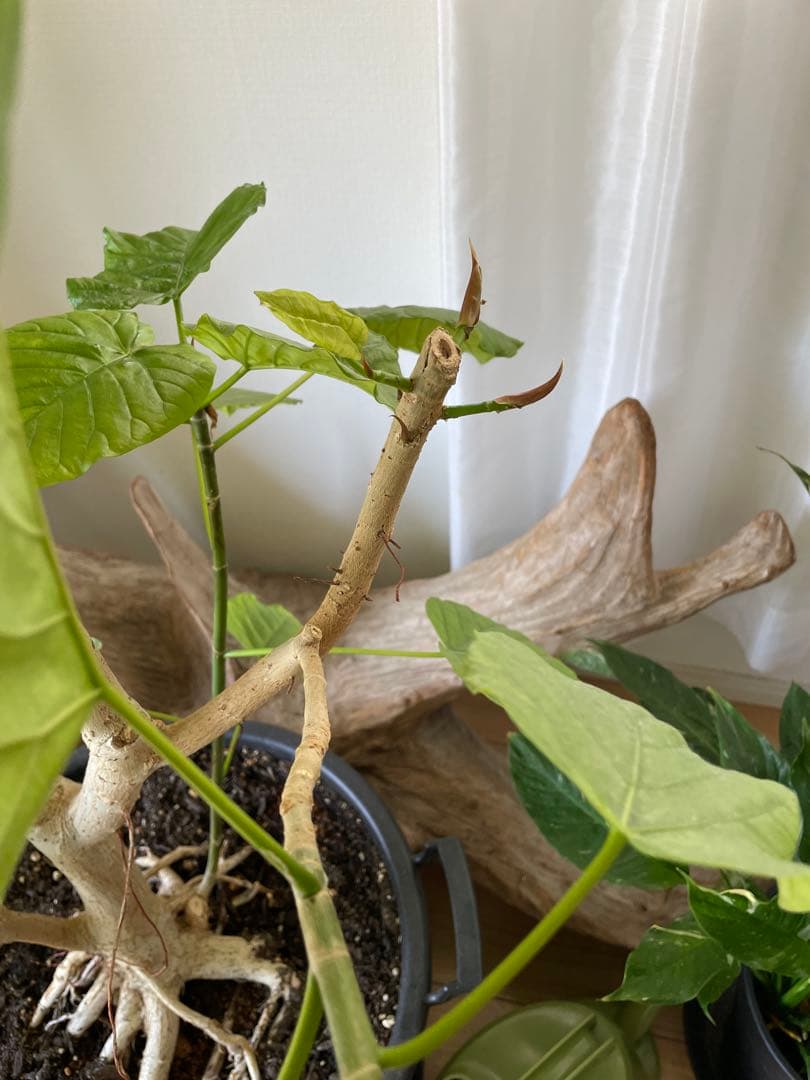 【引き取り優先・配達要相談】フィカス・ウンベラータ　特大　高さ：約200cm