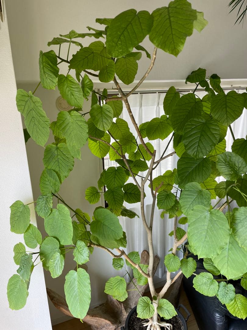 【引き取り優先・配達要相談】フィカス・ウンベラータ　特大　高さ：約200cm