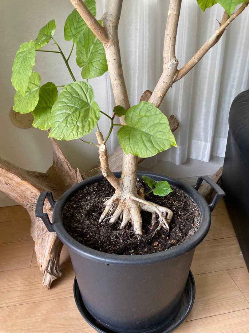 【引き取り優先・配達要相談】フィカス・ウンベラータ　特大　高さ：約200cm