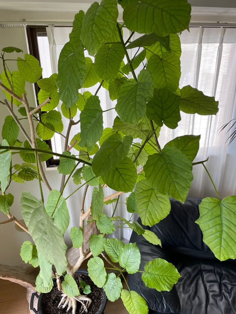 【引き取り優先・配達要相談】フィカス・ウンベラータ　特大　高さ：約200cm