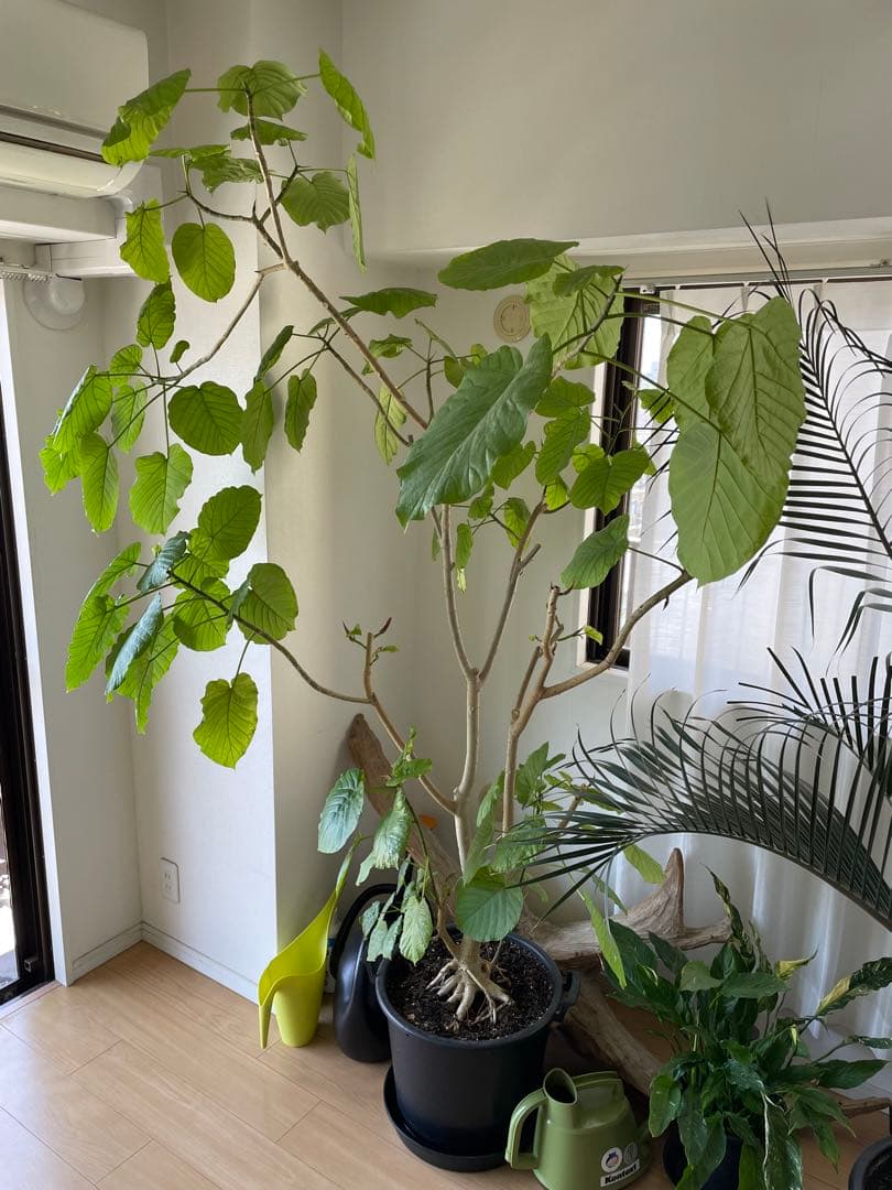 【引き取り優先・配達要相談】フィカス・ウンベラータ　特大　高さ：約200cm