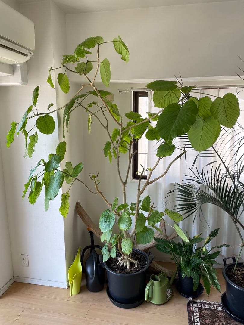 【引き取り優先・配達要相談】フィカス・ウンベラータ　特大　高さ：約200cm