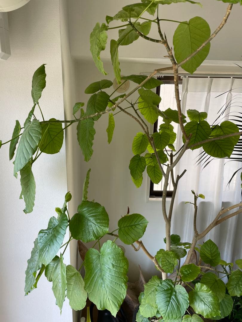 【引き取り優先・配達要相談】フィカス・ウンベラータ　特大　高さ：約200cm