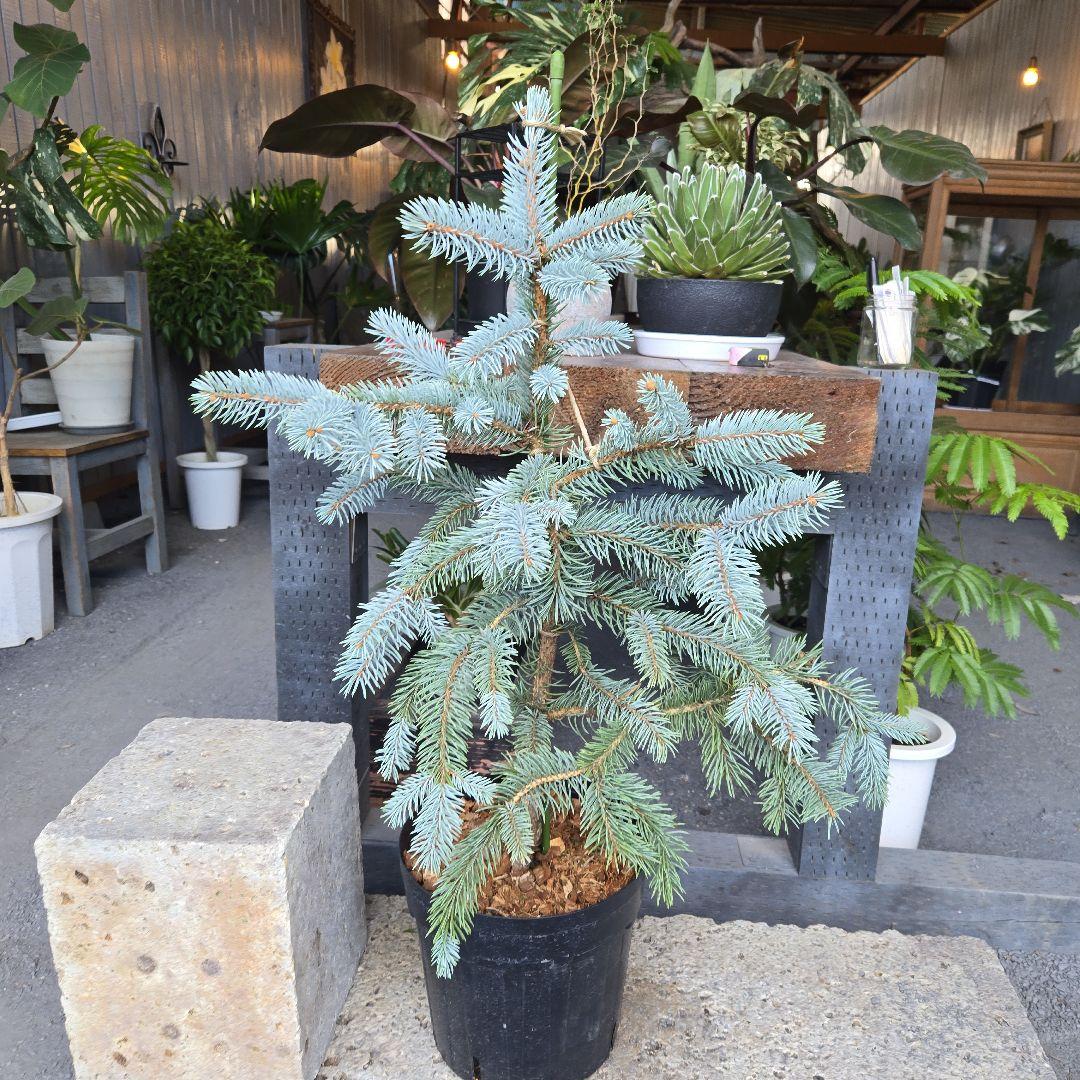 R⑱　ブンゲンス　トウヒ　ホプシー８号　最高等級極上品‼️