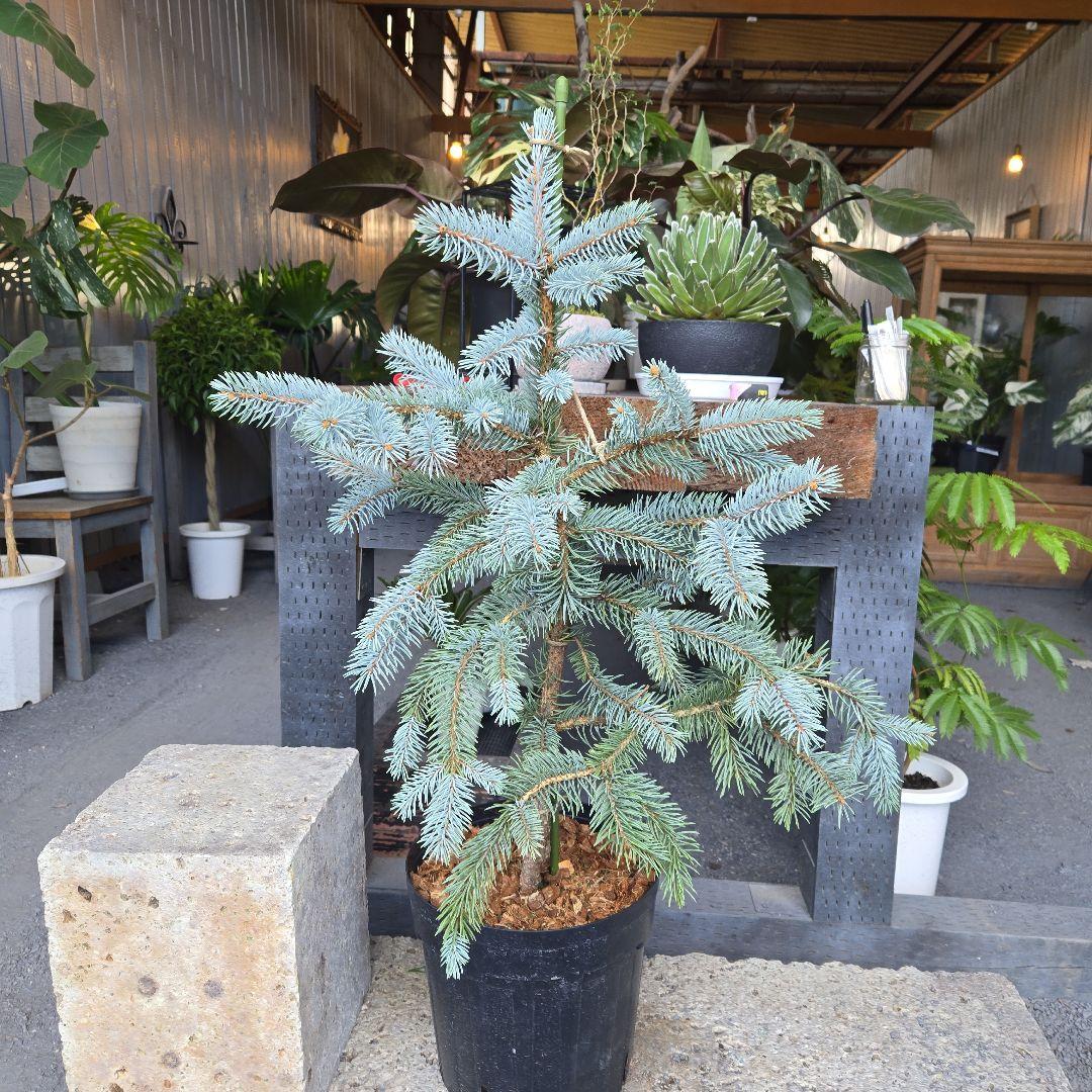 R⑱　ブンゲンス　トウヒ　ホプシー８号　最高等級極上品‼️