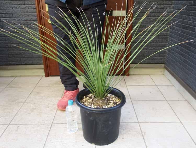 【現品】ダシリリオン・ロンギシマム　9号　F34番