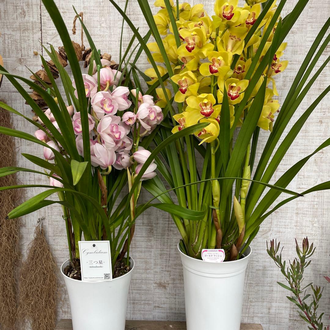 大特価！2鉢価格！シンビジウム　苗　苗木　4本立ち　洋ラン　蘭　三つ星