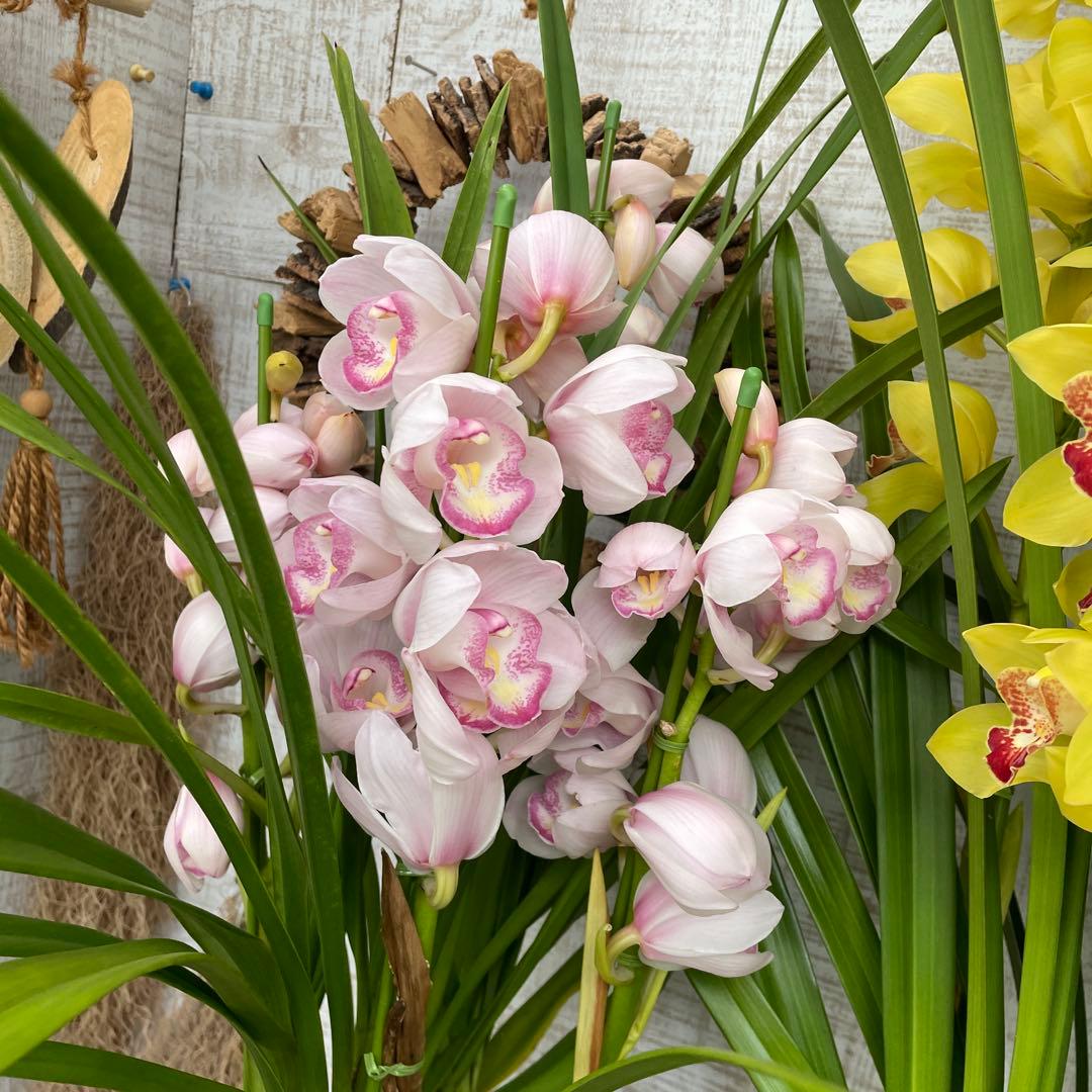 大特価！2鉢価格！シンビジウム　苗　苗木　4本立ち　洋ラン　蘭　三つ星