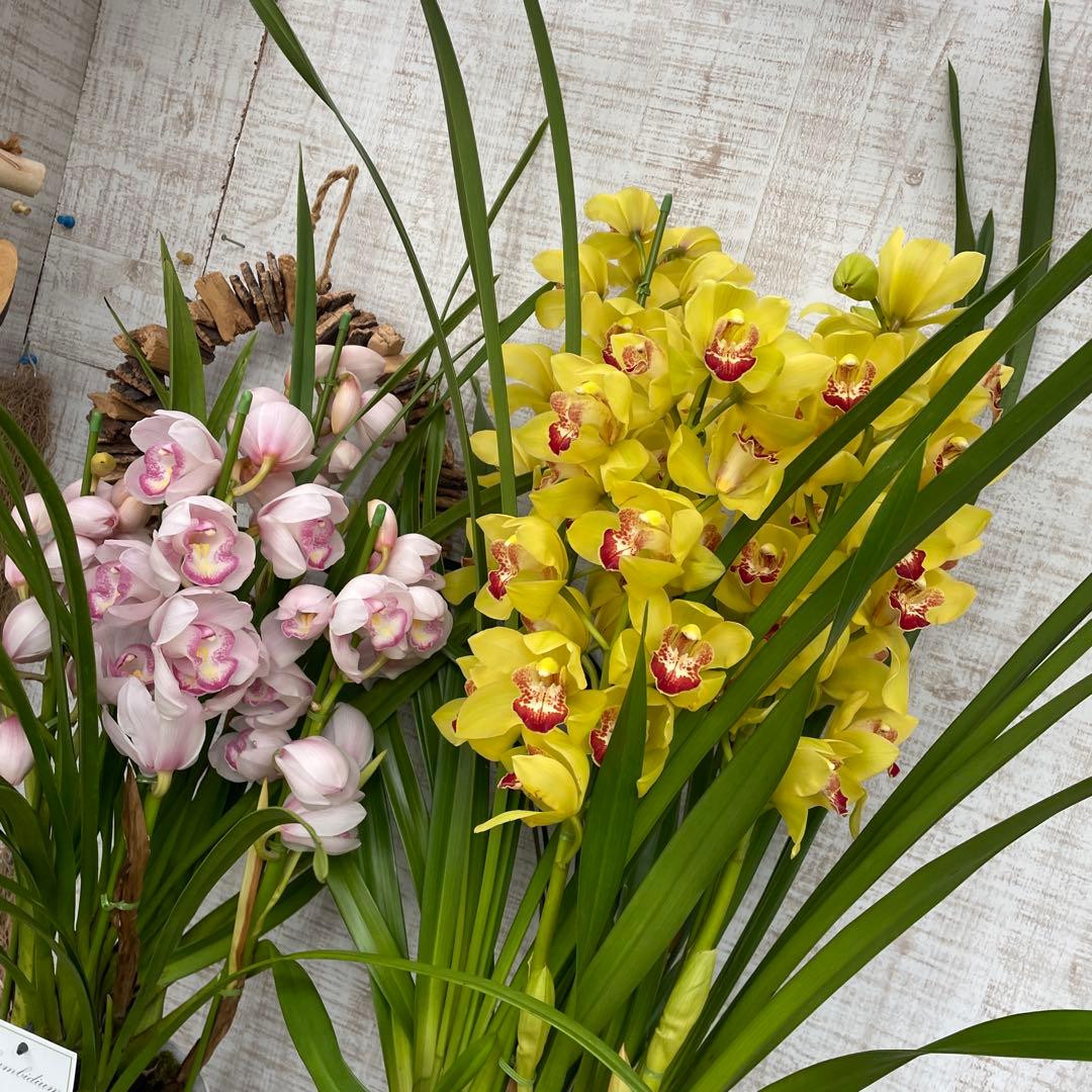 大特価！2鉢価格！シンビジウム　苗　苗木　4本立ち　洋ラン　蘭　三つ星