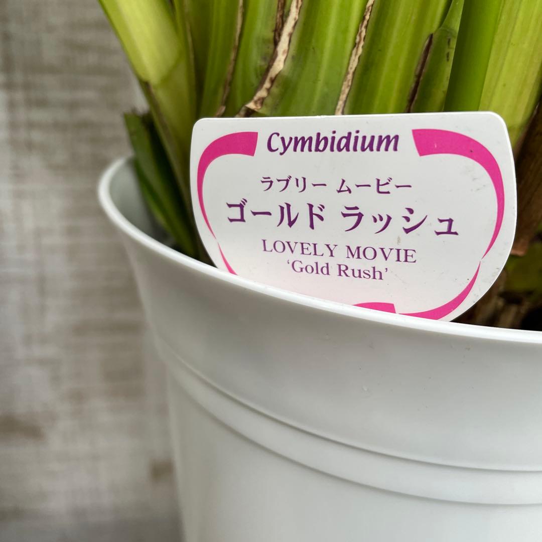 大特価！2鉢価格！シンビジウム　苗　苗木　4本立ち　洋ラン　蘭　三つ星