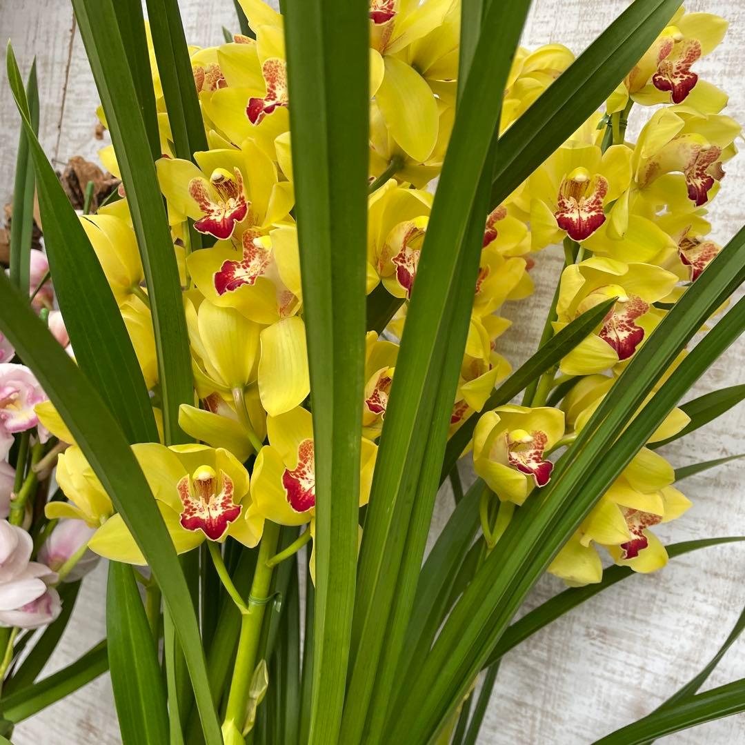 大特価！2鉢価格！シンビジウム　苗　苗木　4本立ち　洋ラン　蘭　三つ星