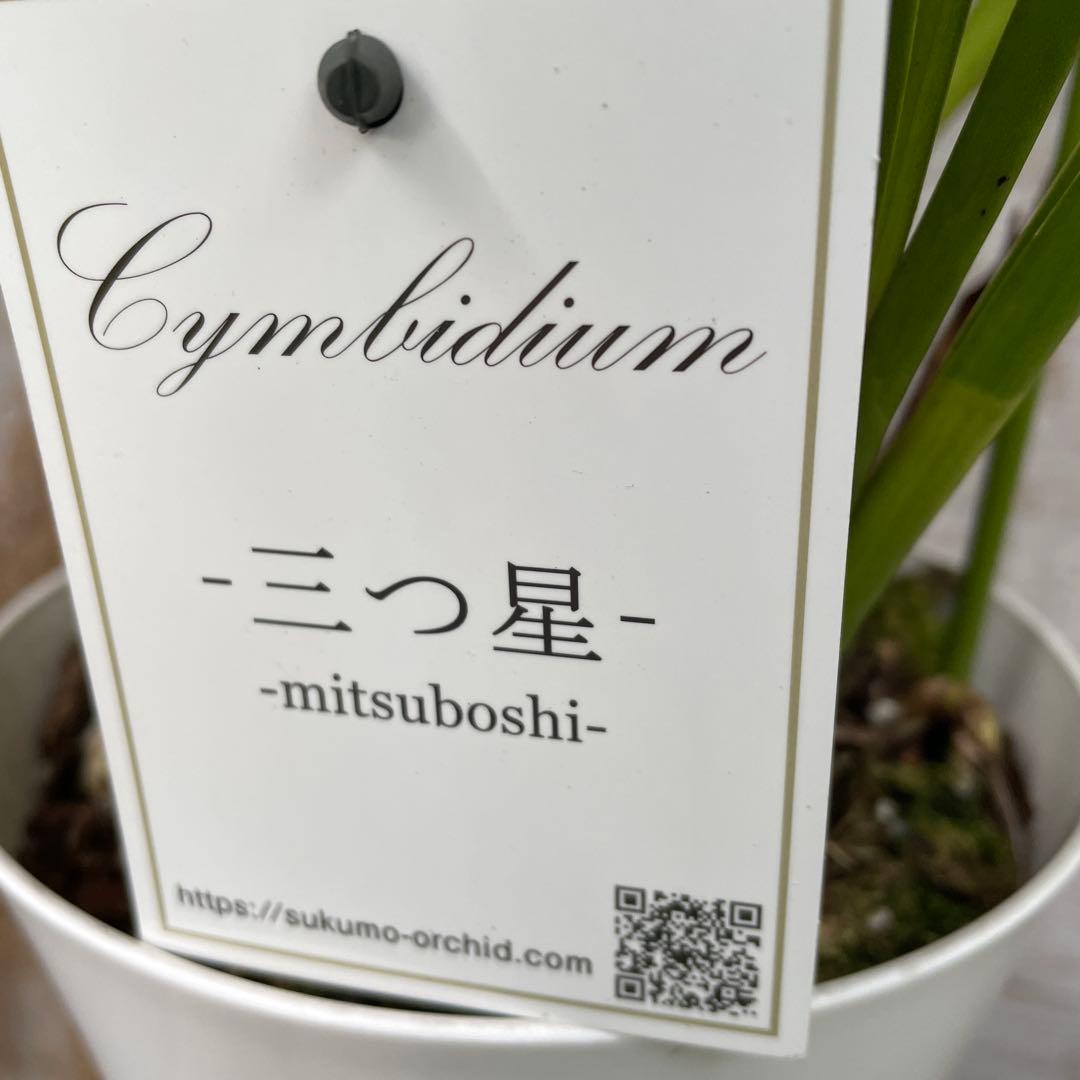 大特価！2鉢価格！シンビジウム　苗　苗木　4本立ち　洋ラン　蘭　三つ星