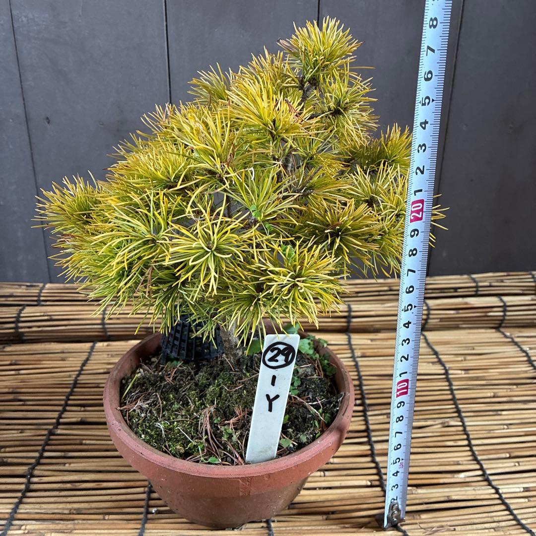 ☆盆栽☆ 赤石五葉松【Y-29】9年物 ☆愛媛県より発送☆ - メルカリ