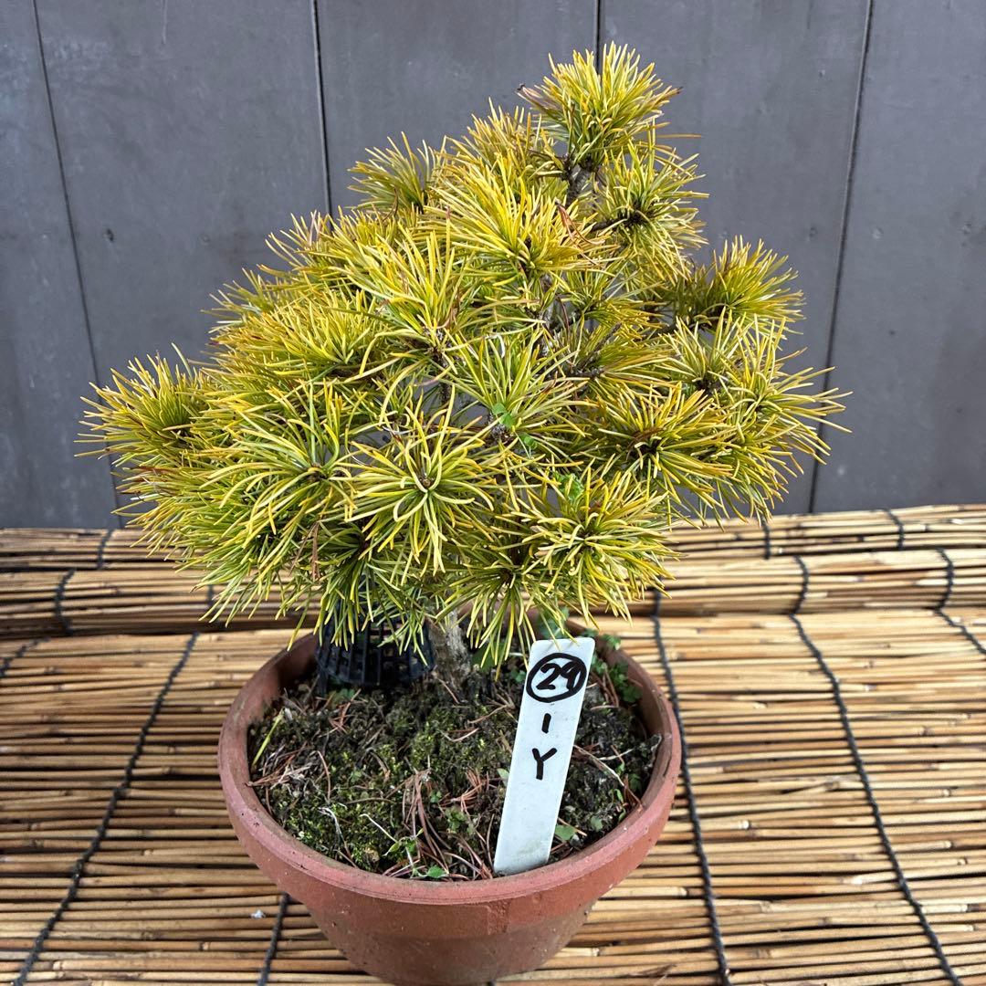 ☆盆栽☆ 赤石五葉松【Y-29】9年物 ☆愛媛県より発送☆ - メルカリ