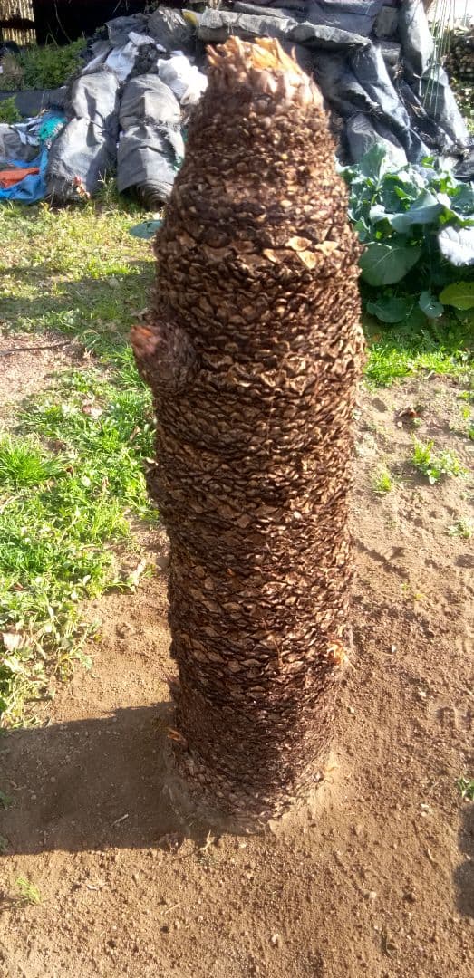 ドスコイ級のソテツ(10数ケの子株芽吹き) 高さ95cm 直径22cm以上