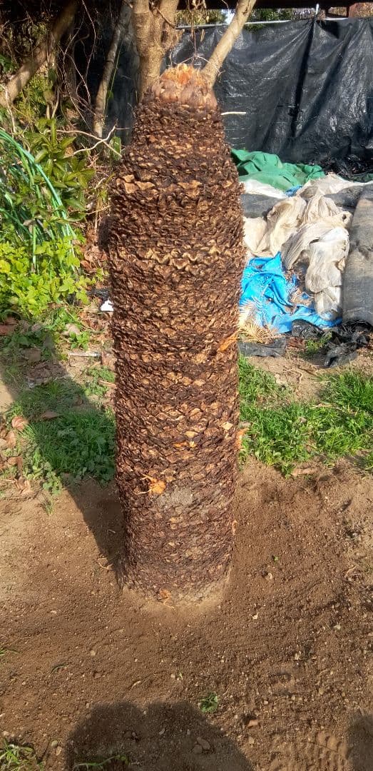 ドスコイ級のソテツ(10数ケの子株芽吹き) 高さ95cm 直径22cm以上