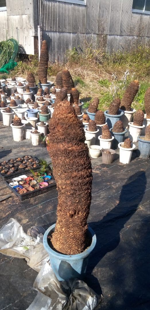 ドスコイ級のソテツ(10数ケの子株芽吹き) 高さ95cm 直径22cm以上