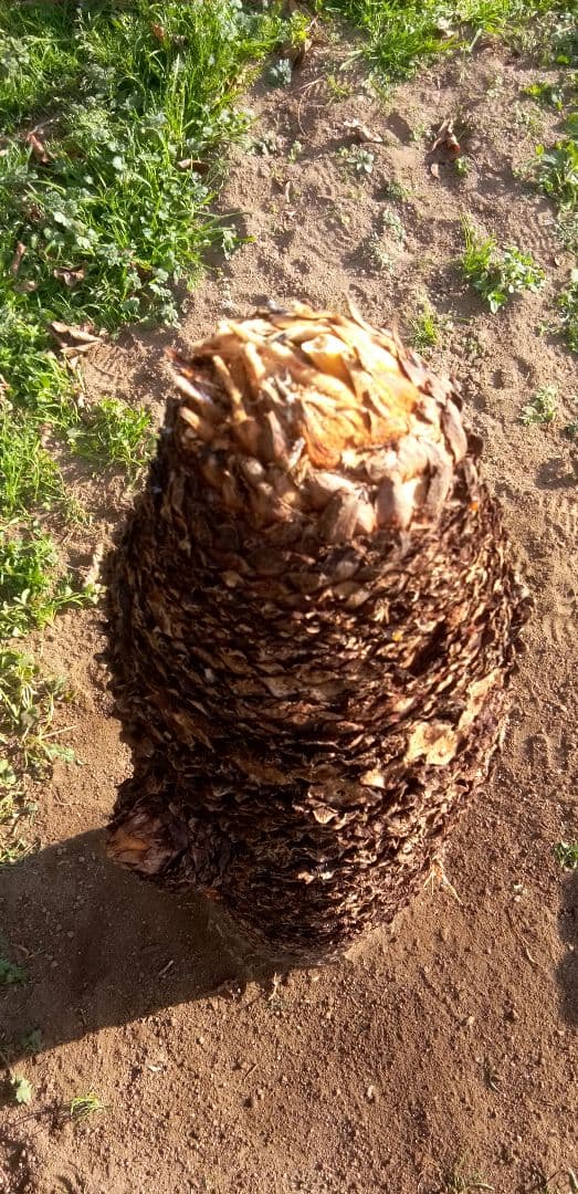 ドスコイ級のソテツ(10数ケの子株芽吹き) 高さ95cm 直径22cm以上