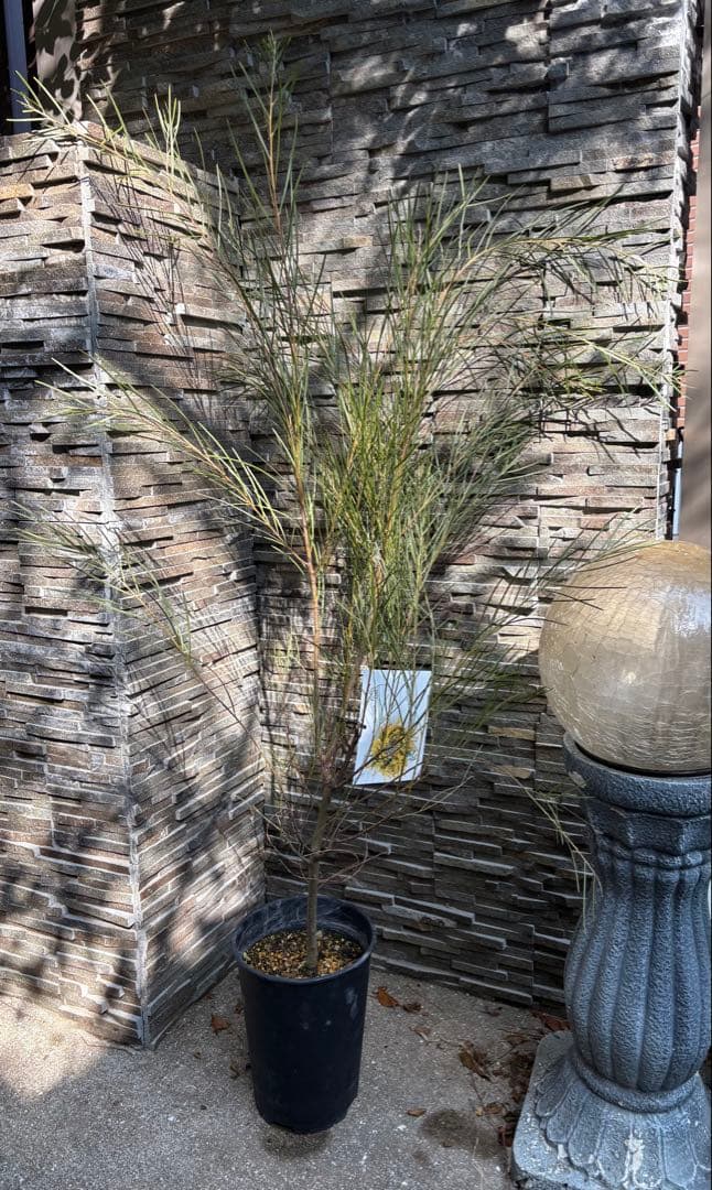 アカシア：フロリブンダ（ホワイトサローワトル・ヤナギバアカシア