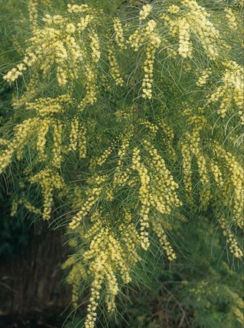 アカシア：フロリブンダ（ホワイトサローワトル・ヤナギバアカシア