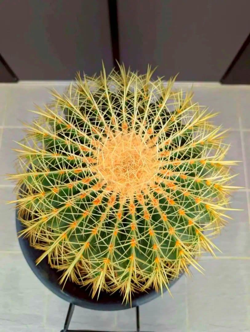 15号金鯱サボテン【2月最終値引き1万円】AB - メルカリ