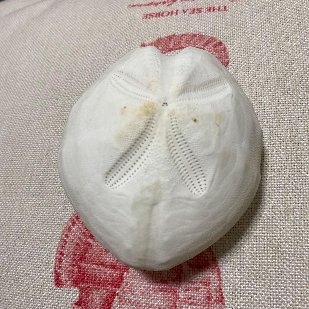 ライオンブンブク♡ウニ殻♡標本 - メルカリ