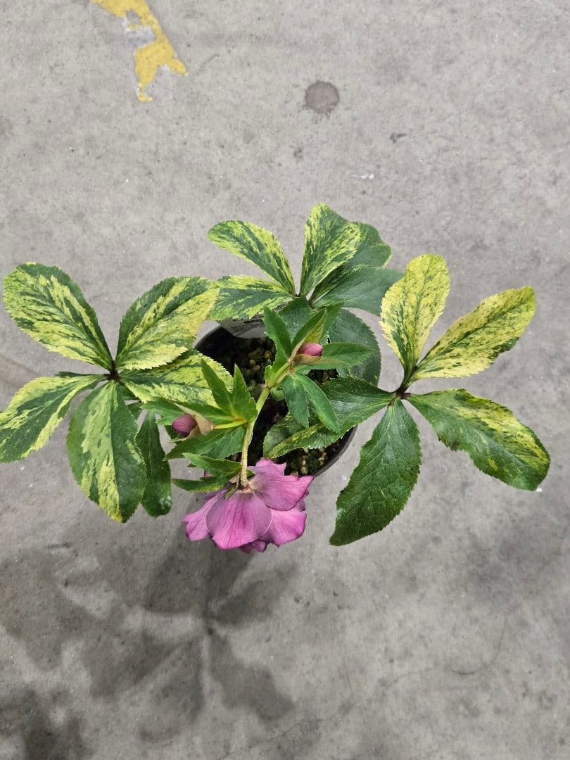 ☆クリスマスローズ☆多弁咲き☆班入り☆