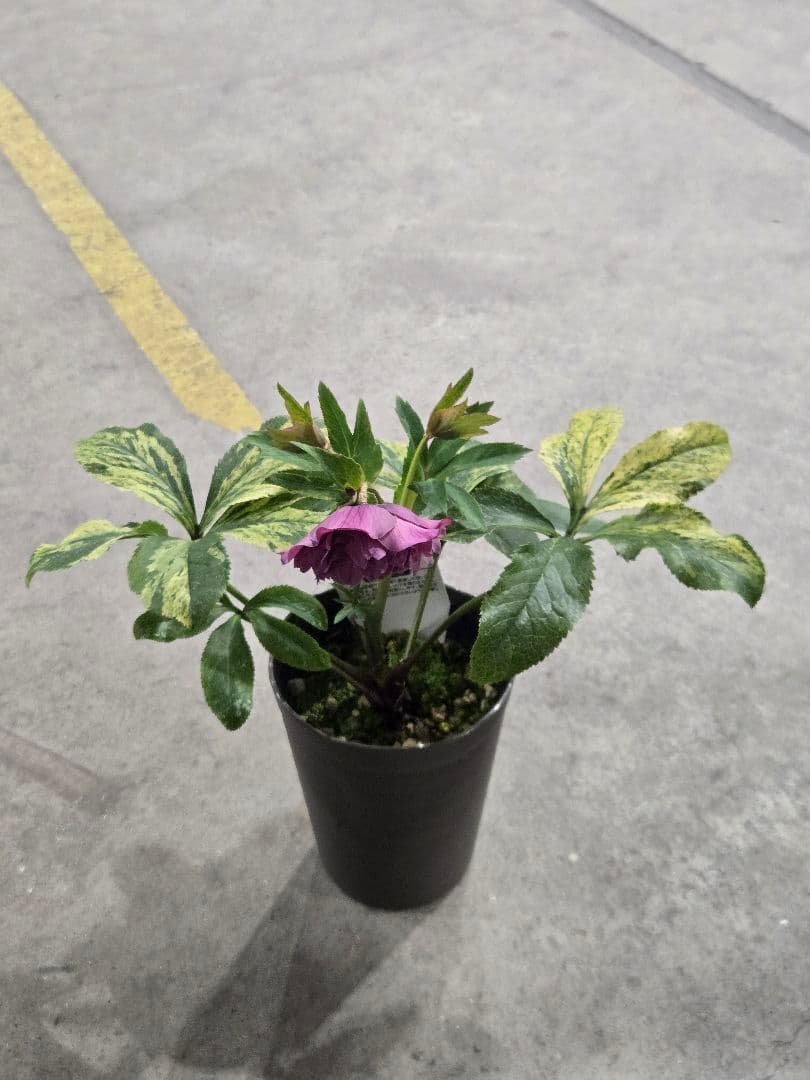 ☆クリスマスローズ☆多弁咲き☆班入り☆