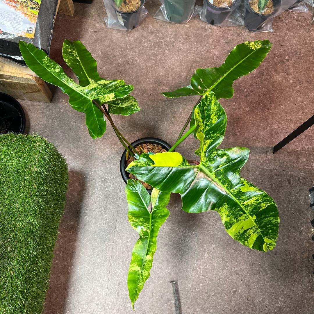 輸入株フィロデンドロン フロリダビューティー✖︎ビレッティアハイブリッド