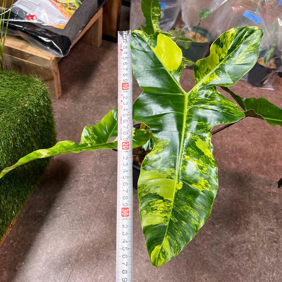 輸入株フィロデンドロン フロリダビューティー✖︎ビレッティアハイブリッド