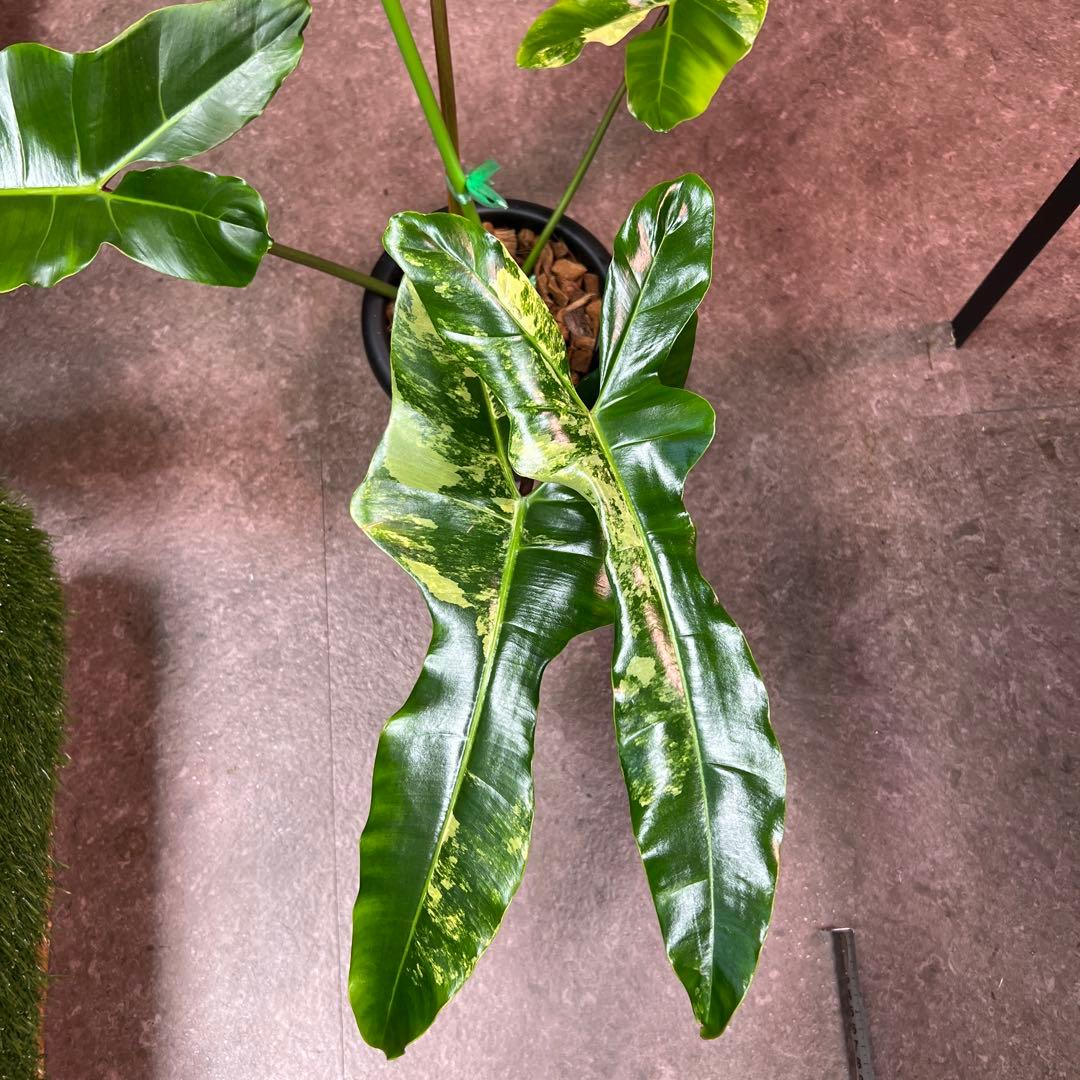 輸入株フィロデンドロン フロリダビューティー✖︎ビレッティアハイブリッド