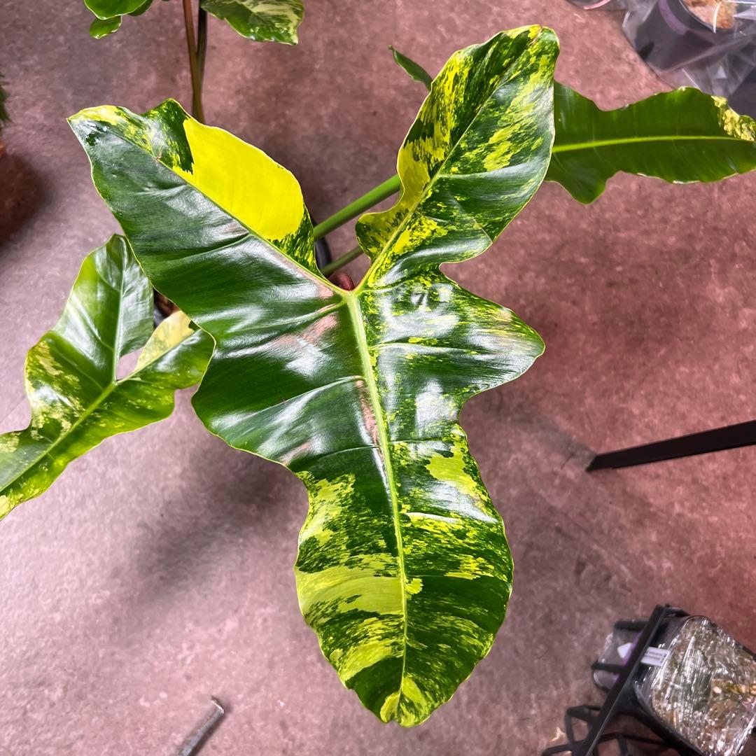 輸入株フィロデンドロン フロリダビューティー✖︎ビレッティアハイブリッド