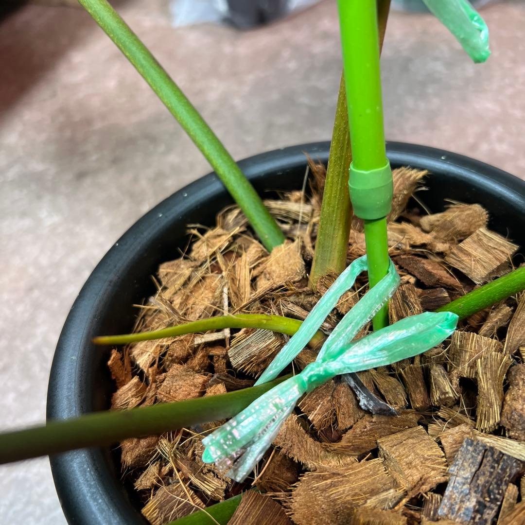 輸入株フィロデンドロン フロリダビューティー✖︎ビレッティアハイブリッド